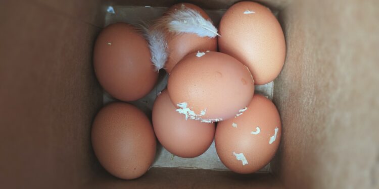 Effective Prevention Techniques To Shield Against Salmonella