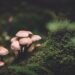 Rising Mushroom Craze Raises Concerns Over Poisonings