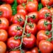 Manage High Blood Pressure With Tomatoes