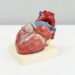 What Is The Main Function Of The Heart In The Human Body?