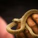 Scientists Tease ‘Universal’ Snake Venom Antidote