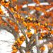 New Superfood Sends Shockwaves Through Health Community