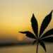 Drug Skyrockets To America’s Top Daily Substance