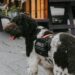 Service Dogs Dramatically Improve PTSD Symptoms