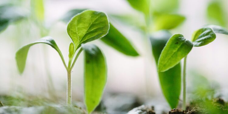 What Is The Term For The Practice Of Eating A Diet Consisting Exclusively Of Plant-Based Foods?