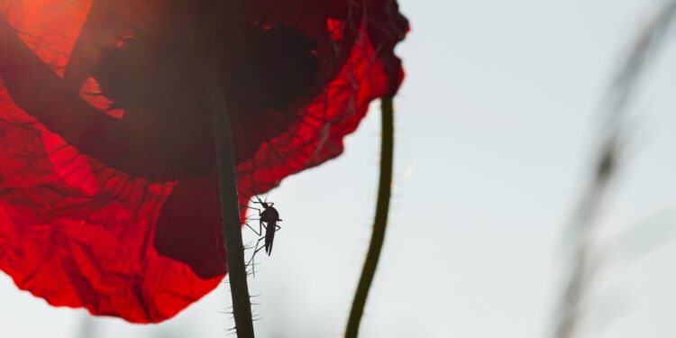 Malaria Drug May Combat Tick Infection