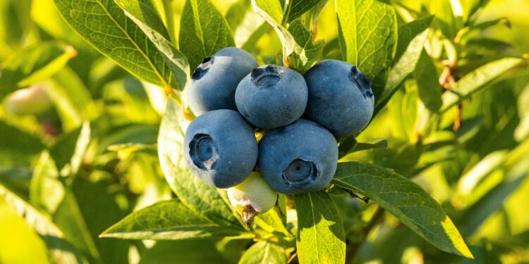 What Is The Primary Benefit Of Consuming Foods Rich In Flavonoids?