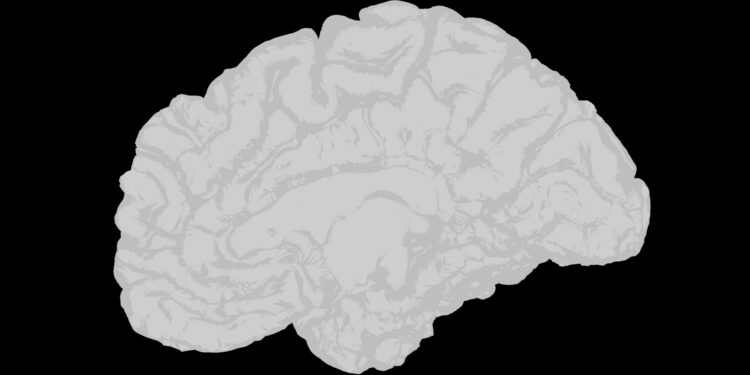 What Is The Primary Role Of The Hypothalamus In The Brain?