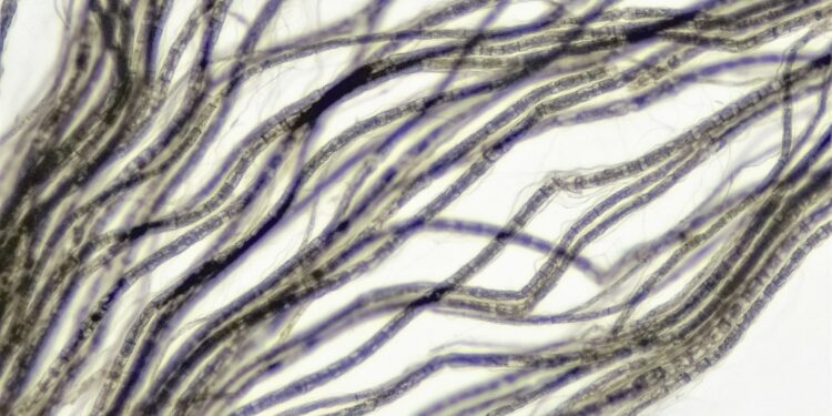 What Is The Primary Function Of The Vagus Nerve?