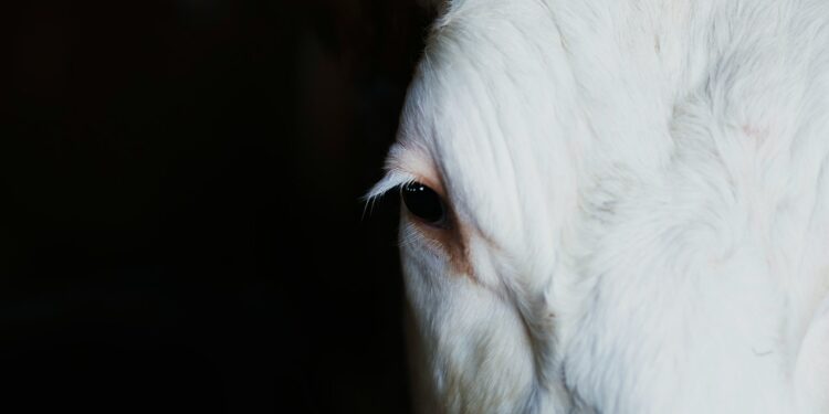 Bird Flu Mutates And Jumps To Cows In The U.S.