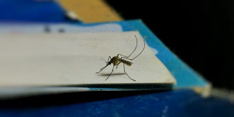 Best Ways To Stop Mosquitoes In Their Tracks