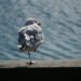 Simple Leg Test Could Predict Health Risks