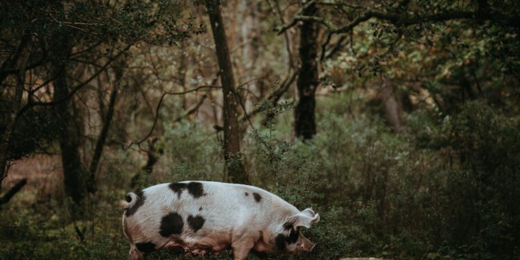 U.S. Woman Thrives With Pig Kidney Transplant