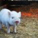 Gene Therapy Success In Pigs Sparks Hope