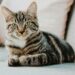 Researchers Link Felines To Bird Flu Risk