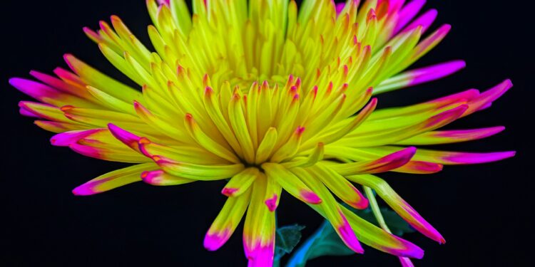 What Is Hormesis In Longevity?