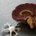 Where Does Adult Neurogenesis Occur?