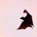 Scientists Find New Bat Coronavirus