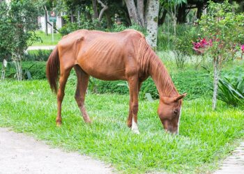 Which Disorder Involves A Persistent Fear Of Weight Gain, Often Causing Malnutrition?