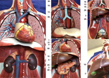 Organ Health Found To Predict Dementia And Cancer