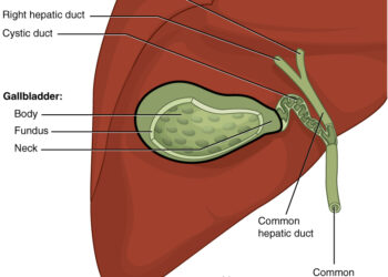What Is The Primary Function Of The Gallbladder In The Digestive System?