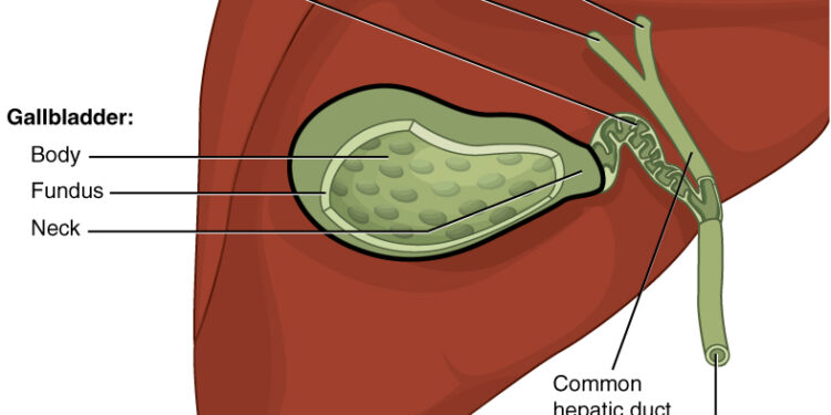 What Is The Primary Function Of The Gallbladder In The Digestive System?