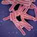 Deadly Infection Resurges Across The U.S.