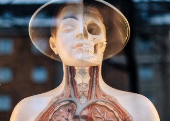 What Is The Body’s Largest Internal Organ By Mass?