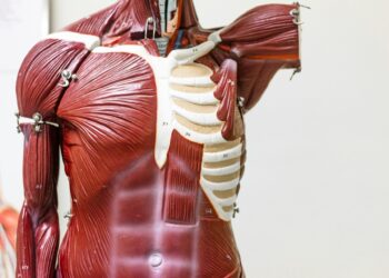 Which Mineral Controls Fluids, Nerves, And Muscles?