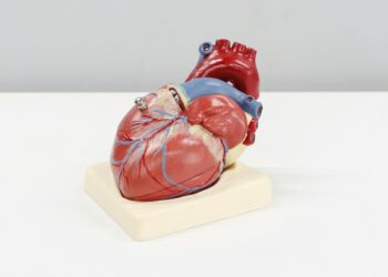 Which Type Of Muscle Is Found Only In The Walls Of The Heart?