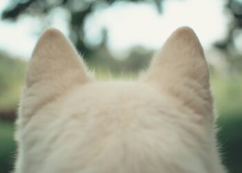 Which Part Of The Ear Controls Balance?