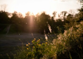 Climate Change Supercharges Allergy Season