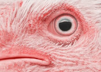 Bird Flu’s Rapid Evolution Poses New Threats To Humans