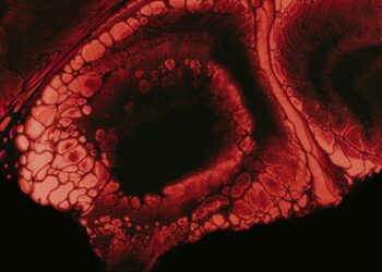 Which Component Of The Blood Is Primarily Responsible For Clotting?