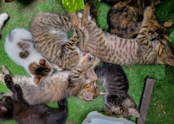 Furry Companions Rival Friends In Boosting Joy