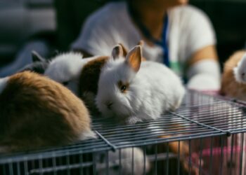 Animal Testing Era Nears End