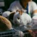 Animal Testing Era Nears End