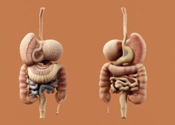 Researchers Explore Plant-Based Fix For IBD