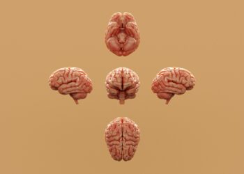 What Is The Primary Role Of Myelin In The Nervous System?