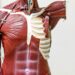 Which Organ Stores The Majority Of The Body’s Vitamin A Reserves?