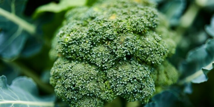 Which Compound In Broccoli Supports Detox Enzymes?
