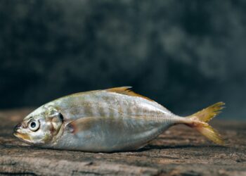 The Fatty Acid Quietly Transforming Kids’ Brains And Behavior