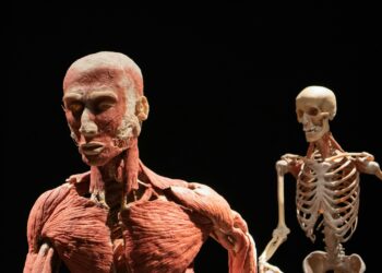 Which Organ Makes Intrinsic Factor For B12 Absorption?