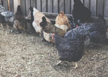 Poultry Pets Linked To Dangerous Salmonella Spread