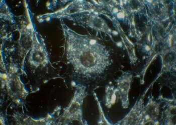 What Part Of The Cell Makes Energy?