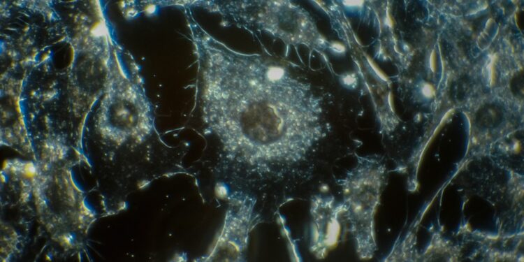 What Part Of The Cell Makes Energy?