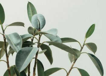 Which Plant Compound Mimics Estrogen And Affects Hormones?