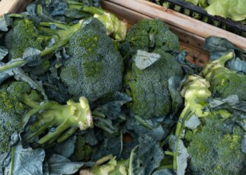 Which Nutrient Is Mainly Absorbed In The Terminal Ileum?