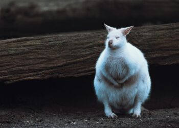 What Is A Major Health Risk Associated With Excess Visceral Fat?