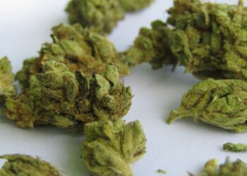New Research Connects Marijuana To Heart-Related Deaths